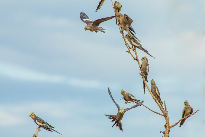 Pilbara Bird Tours - The Sum Up
