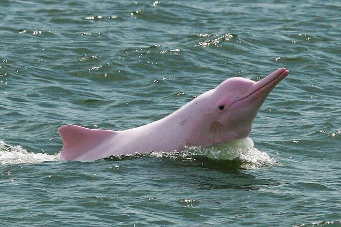 Pink Dolphin and Snorkeling Full Day Experience - A Practical Look at the Pink Dolphin and Snorkeling Full Day Experience in Koh Samui