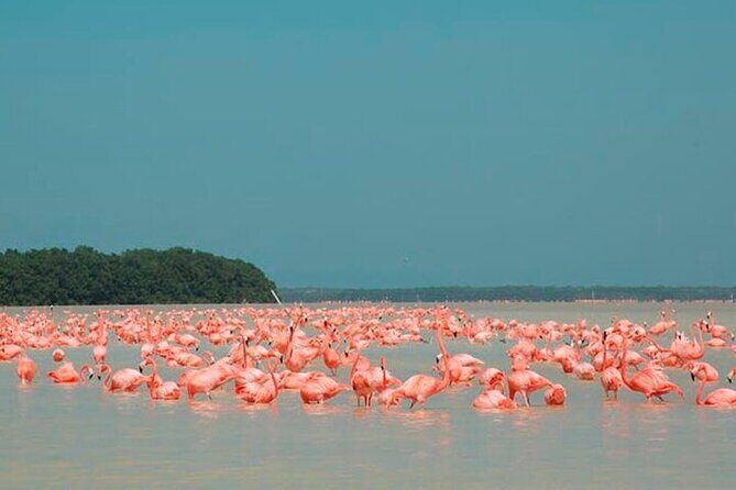 Pink Lake and Rio Lagartos from Cancun and Riviera Maya - FAQs