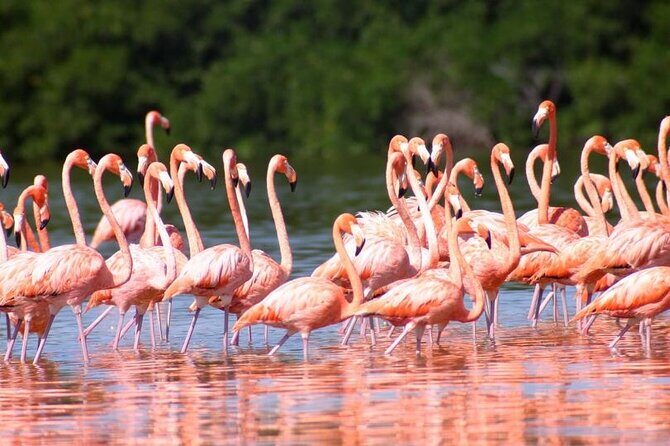 Pink Lake Lagoon and Rio Lagartos Tour from Cancun - Key Points