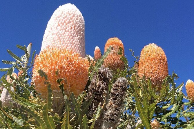Pinnacles and Swan Valley Day Tour - The Sum Up