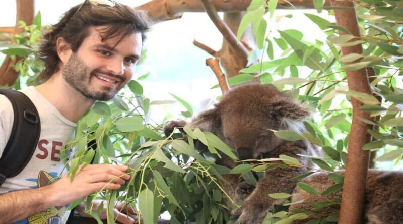 Pinnacles, Koalas & Sandboarding Tour Day Trip from Perth - A Full Day of Western Australia Wonders