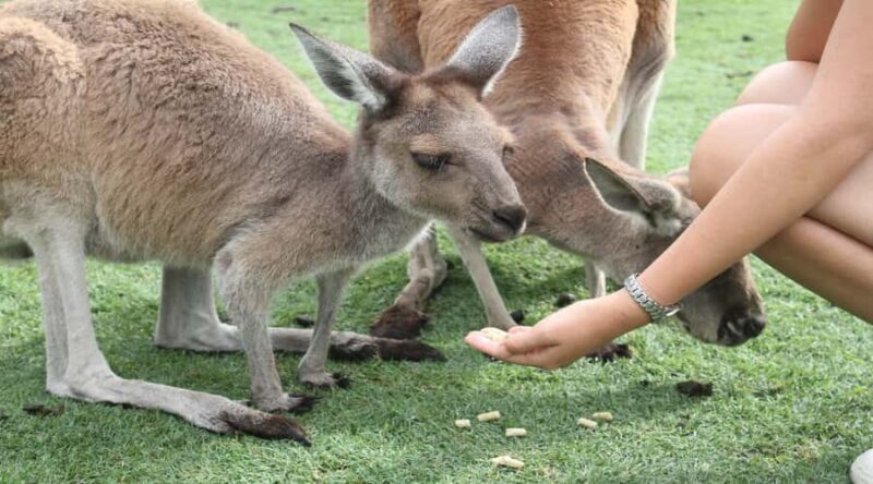 Pinnacles, Koalas & Sandboarding Tour Day Trip from Perth - FAQs