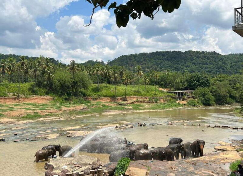 Pinnawala Day Tour from Kandy (Private tour ) - An In-Depth Look at the Pinnawala Day Tour
