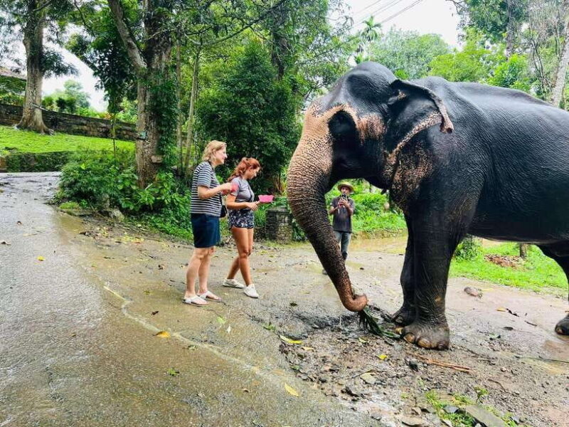 Pinnawala Day Tour from Kandy (Private tour ) - Who Should Consider This Tour?