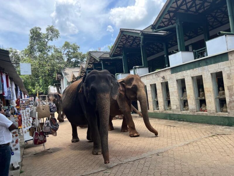 Pinnawala Day Tour from Kandy (Private tour ) - FAQ