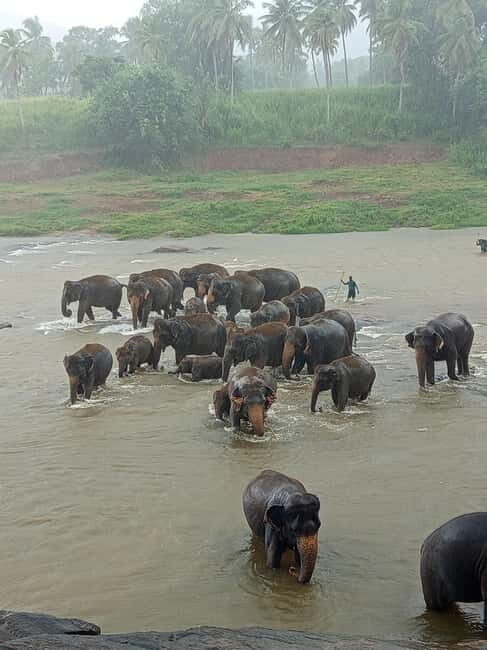 Pinnawala & Kandy Day Tour from Colombo or Negombo - Exploring Kandy: The Sacred and the Scenic