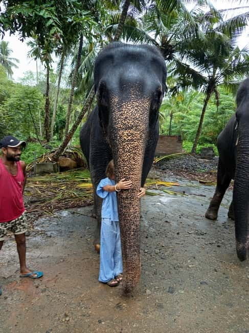 Pinnawala & Kandy Day Tour from Colombo or Negombo - Tea Production and Tasting: The Ceylon Experience