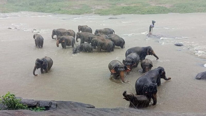 Pinnawala & Kandy Day Tour from Colombo or Negombo - Scenic Views and Iconic Landmarks
