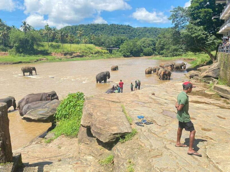 Pinnawala,Kandy Day Tour from Colombo/Negombo - FAQ