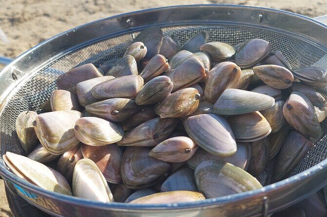 Pipi Catching and Cooking Experience in Goolwa - The Value Proposition