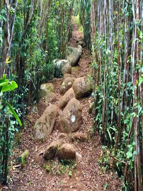Piton de la petite rivière noire Hike - An Introduction to the Trek