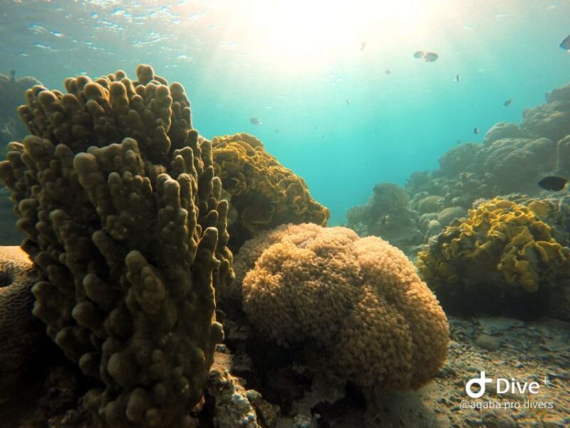 Pivate scuba diving in the Red Sea of Aqaba - Key Points