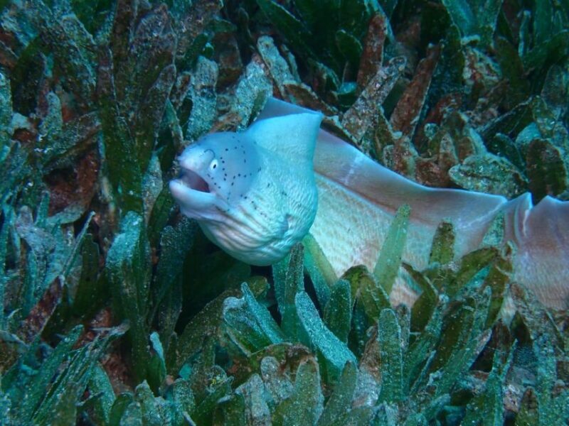 Pivate scuba diving in the Red Sea of Aqaba - Exploring the Red Sea with Aqaba Pro Divers: What to Expect