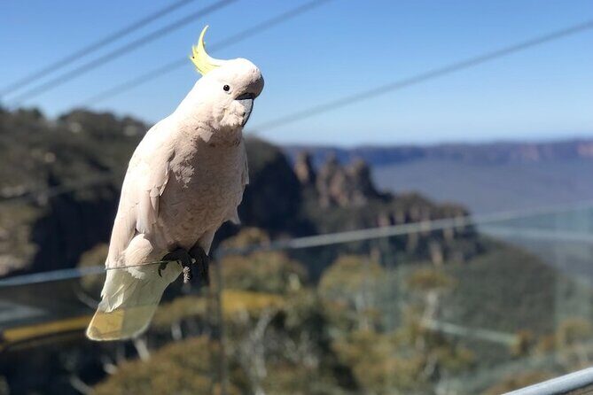 PJ Blue Mountains Supreme [Private Charter] - An In-Depth Look at the Tour Experience