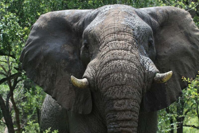 Place of Wonder: Isimangaliso Wetland Park - Safari Drives - FAQ