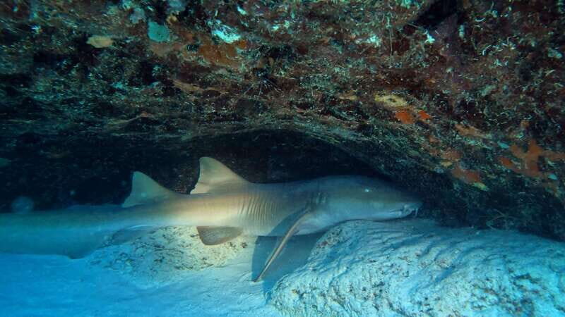 Playa del Carmen: 2-Tank Reef Dive - Who Would Love This Tour?