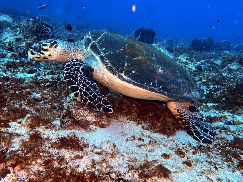 Playa del Carmen: 2-Tank Reef Dive - FAQs