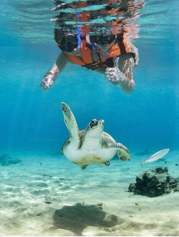 Playa del Carmen: Akumal Turtle Swim & Underground Cenote - Key Points