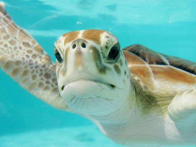 Playa del Carmen: Akumal Turtle Swim & Underground Cenote - An Overview of the Tour