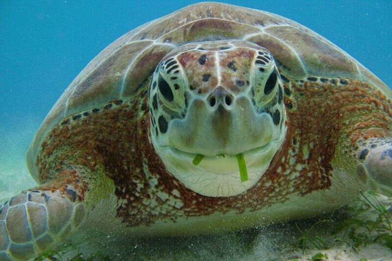Playa del Carmen: Akumal Turtle Swim & Underground Cenote - Is This Tour Right for You?