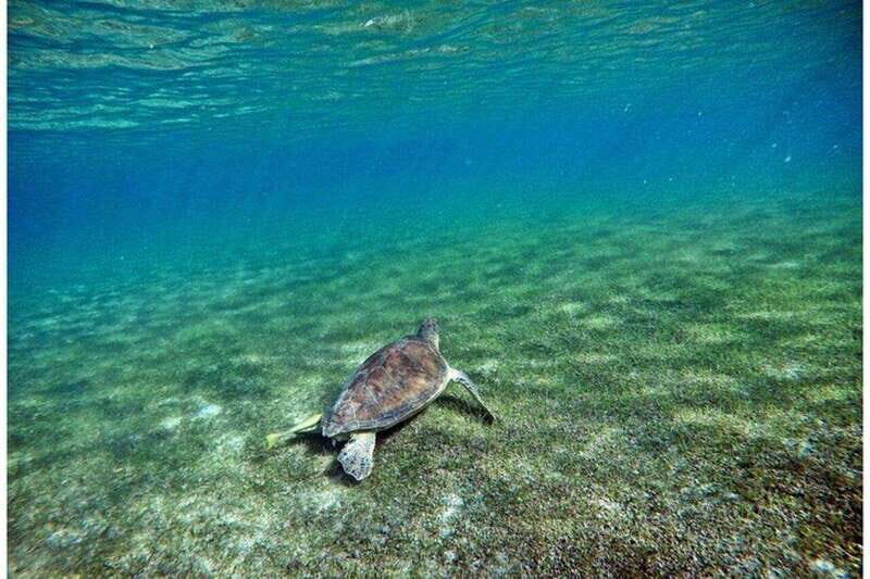 Playa del Carmen: Akumal Turtle Swim & Underground Cenote - FAQ