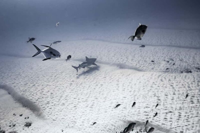 Playa del Carmen: Bull Shark Diving Experience - Key Points