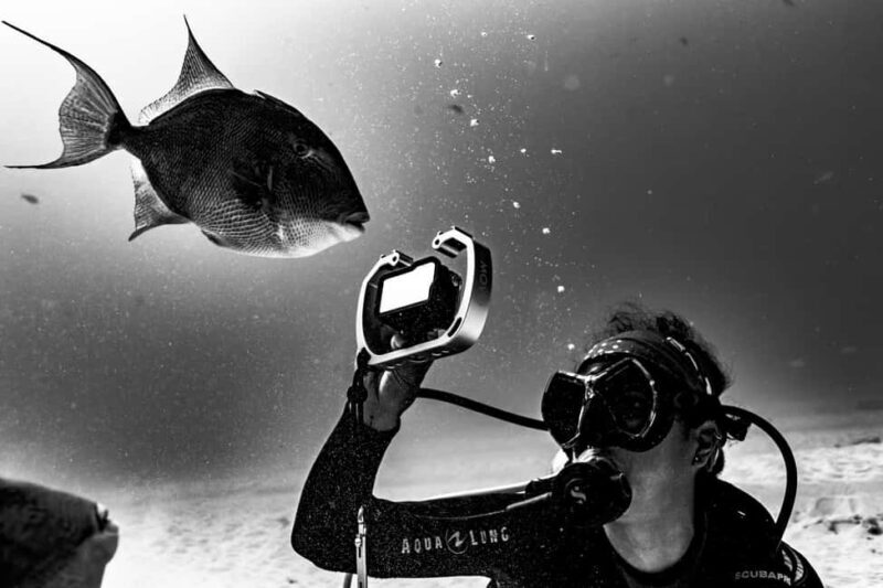 Playa del Carmen: Bull Shark Diving Experience - An Introduction to the Bull Shark Diving Experience in Playa del Carmen