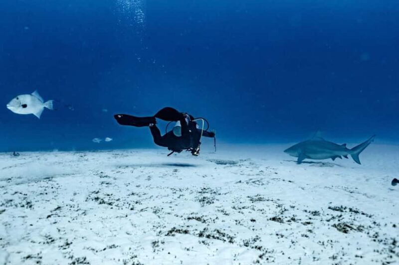 Playa del Carmen: Bull Shark Diving Experience - Whats Included and Whats Not