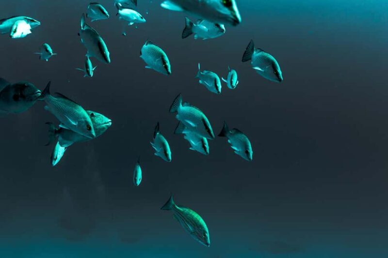 Playa del Carmen: Bull Shark Diving Experience - Important Details & Practical Tips