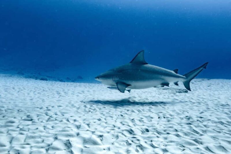 Playa del Carmen: Bull Shark Diving Experience - Who Should Sign Up?
