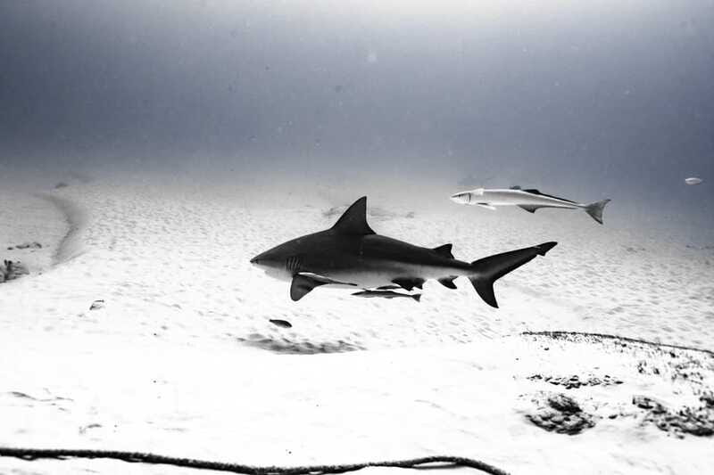 Playa del Carmen: Bull Shark Diving Experience - The Sum Up