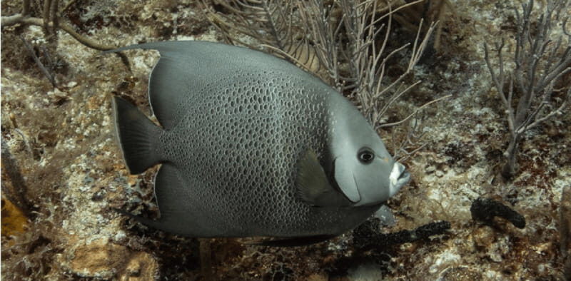 Playa del Carmen: Discover Scuba Diving - An Honest Look at the Experience