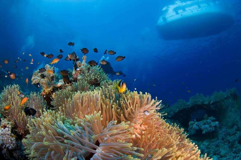 Playa del Carmen: Dive into our Local Reefs Today! - Introduction to the Experience