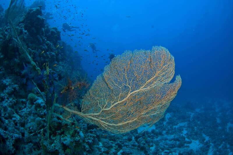 Playa del Carmen: Dive into our Local Reefs Today! - Value and Pricing Analysis