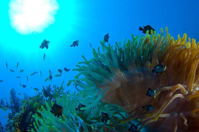 Playa del Carmen: Dive into our Local Reefs Today! - Authentic Marine Encounters
