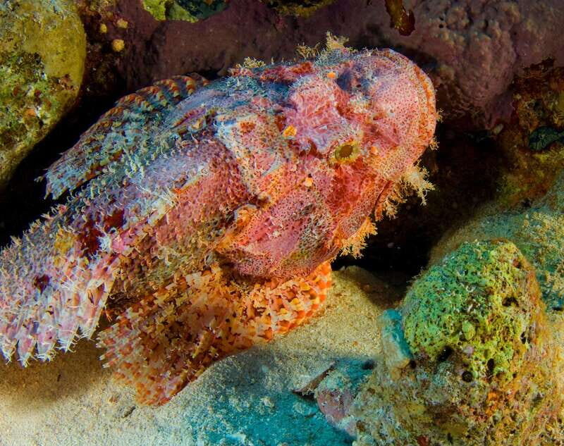 Playa del Carmen: Dive into our Local Reefs Today! - FAQ
