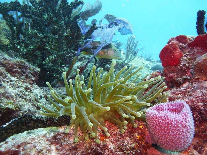 Playa del Carmen: Extreme Cozumel Diving by Speed Boat - FAQs