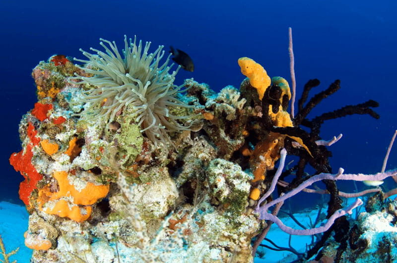 Playa del Carmen: Guided Reef Diving for Certified Divers - Introduction