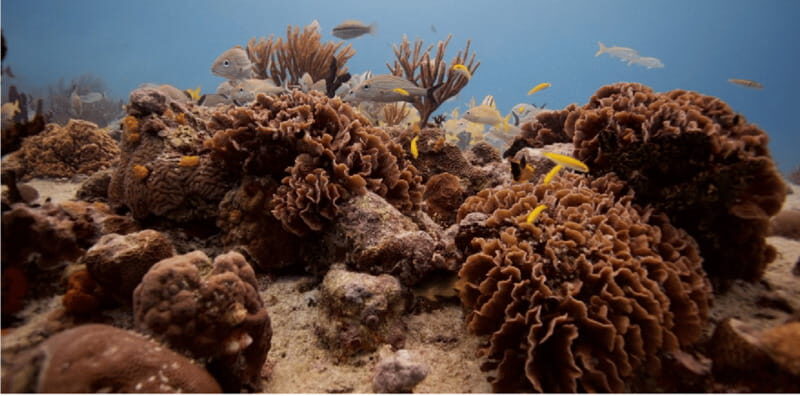 Playa del Carmen: Open Water Diver Course - The Sum Up