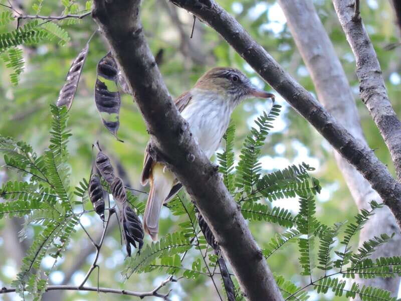 Playa del Carmen: Private Morning Birdwatching Tour - Key Points