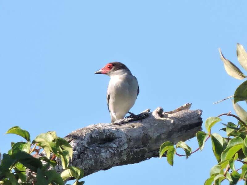 Playa del Carmen: Private Morning Birdwatching Tour - An In-Depth Look at the Birdwatching Adventure