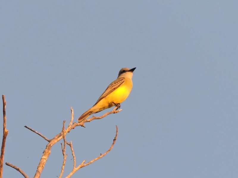 Playa del Carmen: Private Morning Birdwatching Tour - Final Thoughts