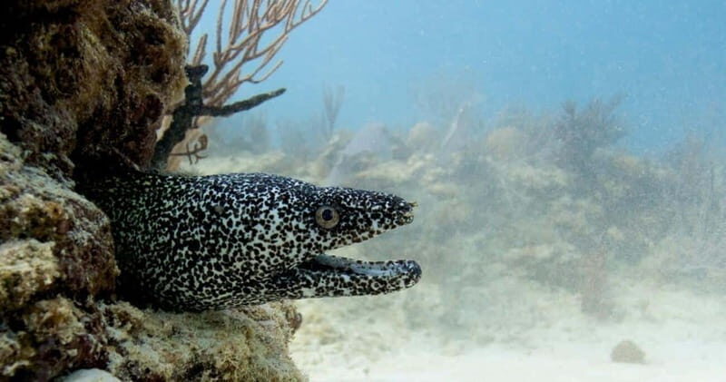 Playa del Carmen: Refresher Dive - What to Expect From This Refresher Dive Experience
