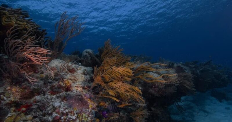 Playa del Carmen: Refresher Dive - The Review from Participants