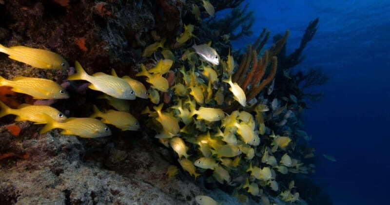 Playa del Carmen: Refresher Dive - Why Choose This Tour?