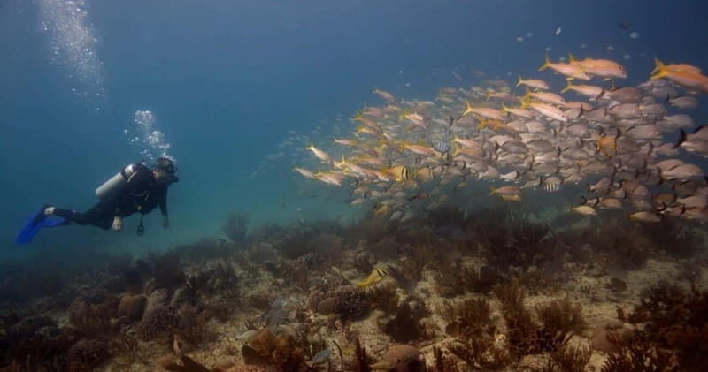 Playa del Carmen: Refresher Dive - Who Might Not Be the Perfect Fit?
