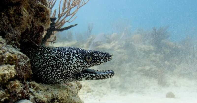Playa del Carmen: Refresher Dive - FAQ