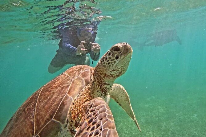 Playa del Carmen Tour Akumal Swimming With Turtles And Lagoon Yal Ku - Discovering the Playa del Carmen Tour: Swimming with Turtles and Visiting Yal-Ku Lagoon