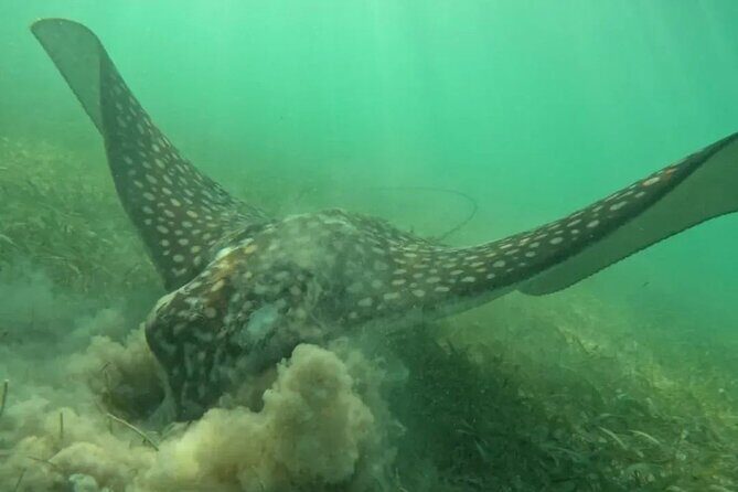 Playa del Carmen Tour Akumal Swimming With Turtles And Lagoon Yal Ku - Authenticity and Practical Tips for Travelers
